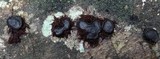 Camillea labellum image