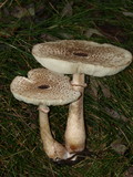 Leucoagaricus americanus image