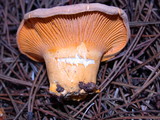Cantharellus roseocanus image