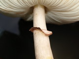 Leucoagaricus americanus image
