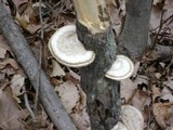 Daedaleopsis confragosa image