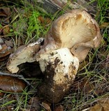 Lactarius argillaceifolius image