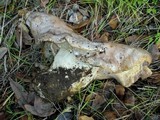 Lactarius argillaceifolius image