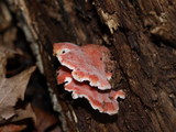 Byssomerulius incarnatus image