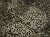 Rinodina oxydata image
