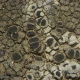 Rinodina oxydata image
