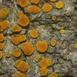 Caloplaca pyracea image