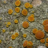 Caloplaca pyracea image