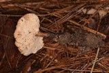 Polyporus tuberaster image