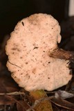 Polyporus tuberaster image