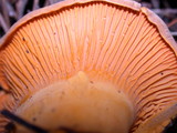 Cantharellus roseocanus image