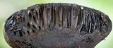 Camarops ustulinoides image