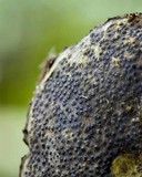 Camarops ustulinoides image