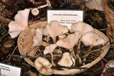 Clitocybe salmonilamella image