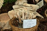 Clitocybe subconnexa image