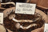Hygrophorus agathosmus image