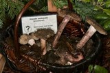 Inocybe adaequata image