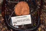 Lactarius subvillosus image