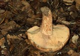 Lactarius subvillosus image