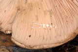 Lactarius subvillosus image