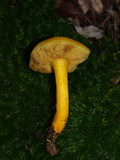 Boletus curtisii image