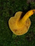 Boletus curtisii image