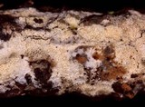 Trechispora mollusca image