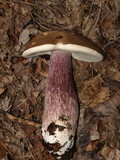 Tylopilus plumbeoviolaceus image