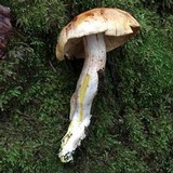 Cortinarius rubicundulus image