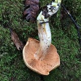 Cortinarius rubicundulus image