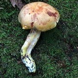 Cortinarius rubicundulus image