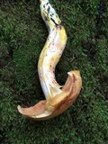 Cortinarius rubicundulus image
