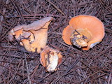 Cantharellus roseocanus image