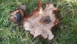 Tricholoma fracticum image