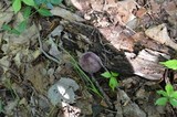 Tylopilus plumbeoviolaceus image