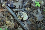 Tylopilus plumbeoviolaceus image