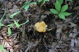Lactarius psammicola f. glaber image