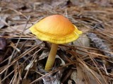 Amanita flavoconia var. inquinata image