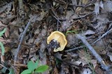 Lactarius psammicola image