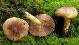 Agaricus semotus image