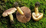 Agaricus semotus image