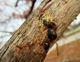 Lepteutypa cupressi image