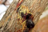 Lepteutypa cupressi image