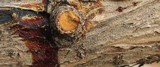 Lepteutypa cupressi image