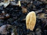 Clavariadelphus occidentalis image