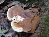 Ganoderma sessile image