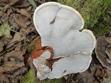 Ganoderma sessile image