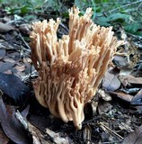 Ramaria stricta image
