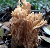 Ramaria stricta image