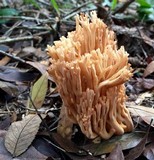 Ramaria stricta image